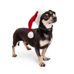 A cute Doxie and Chihuahua breed dog wearing a Christmas santa hat looking to the side