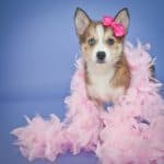 Very cute Pomsky puppy with a pink feather boa and a little pink bow in her hair, standing on a purple background.