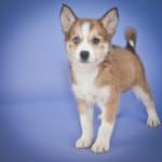 Little Pomsky puppy standing on a purple background with copy space.