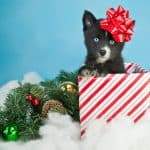 Sweet little Pomsky puppy peeking out of a Christmas gift with a red bow on his head, sitting in the snow with Christmas decor around him. On a blue background with copy space.
