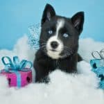Beautiful blue eyed Pomsky puppy laying in the snow with Christmas gifts around him on a blue background.