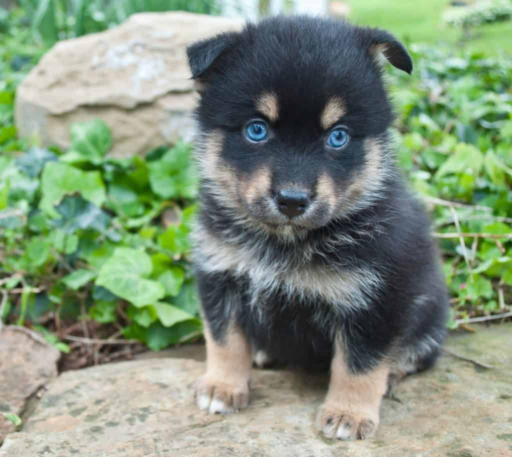 Very cute Pomsky puppy sitting on a rock outdoors with very blue eyes.