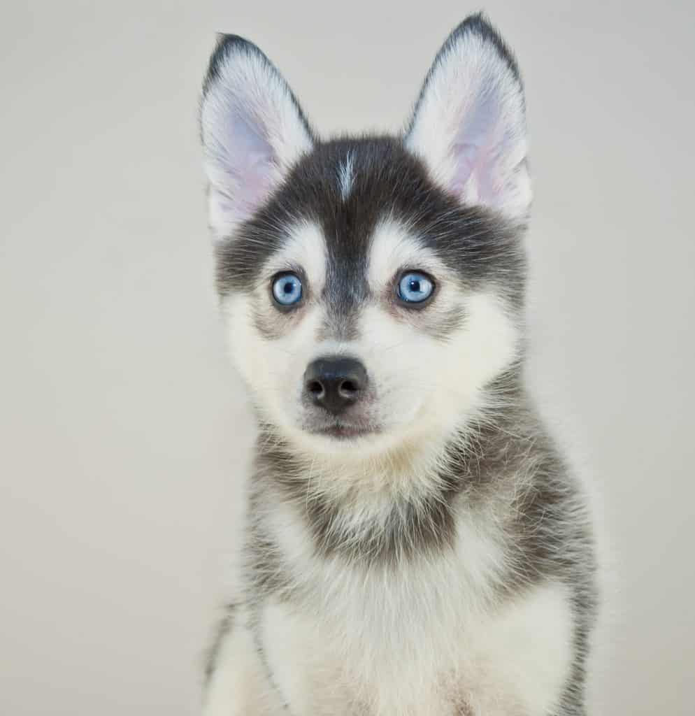 How Much Does it Cost to Own a Pomsky? Animalso