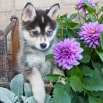 Very cute Pomsky puppy sitting in a basket outdoors with flowers around her.