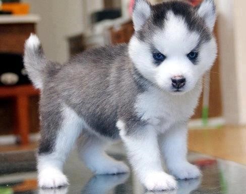 7 Things You Need to Know Before Buying a Pomsky - Animalso