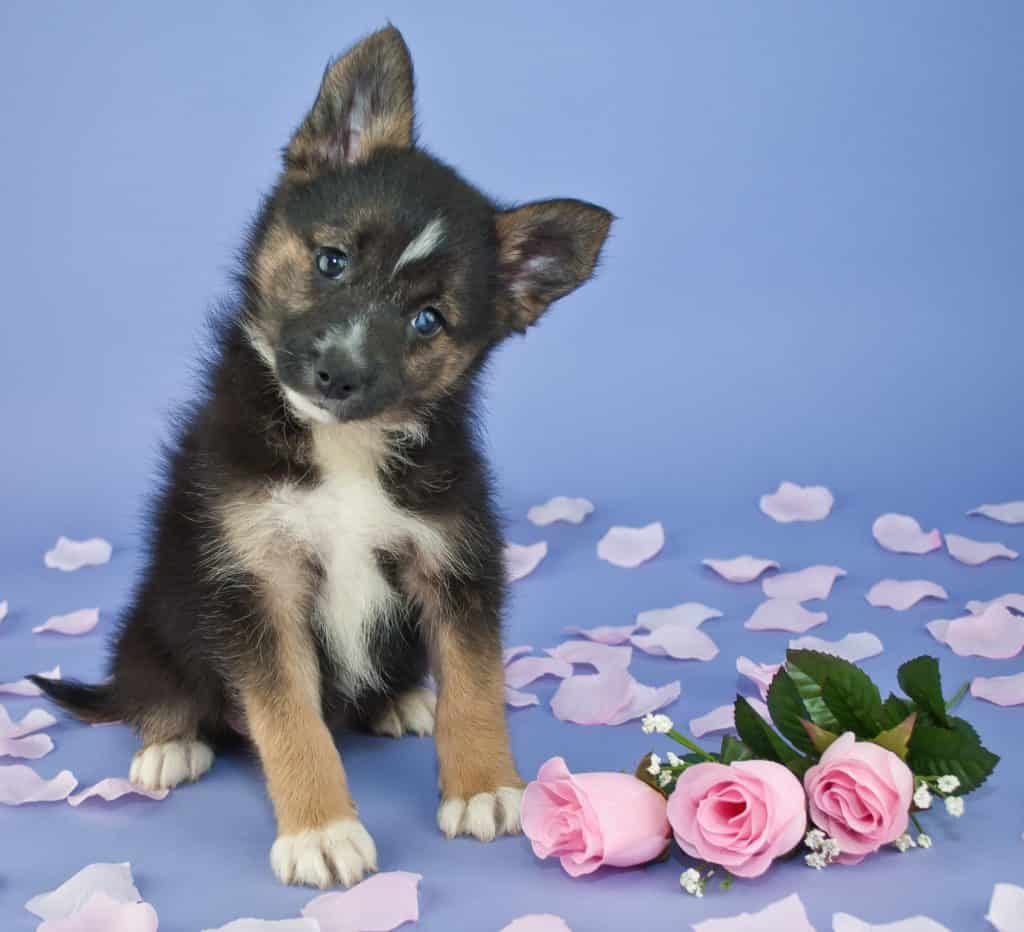 Cute little Pomsky puppy tilting her head, sitting on a purple background with pink roses and rose petals around her.