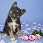 Cute little Pomsky puppy tilting her head, sitting on a purple background with pink roses and rose petals around her.
