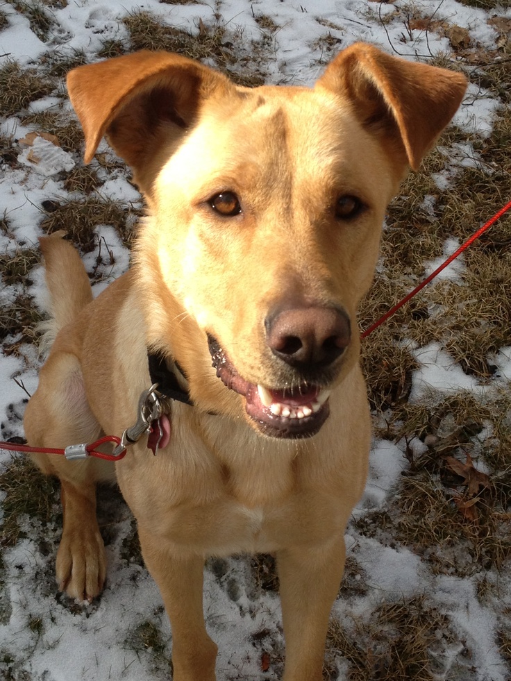 7 Things You Need to Know Before Buying a German