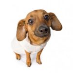 cute Chiweenie mix on white background