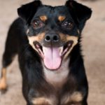 black chihuahua and dachshund mix dog tongue out