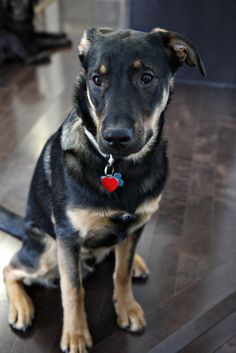 Bar Gæstfrihed oprejst 7 Things to Know Before Buying a German Shepherd & Lab Mix (A.K.A.  Sheprador)