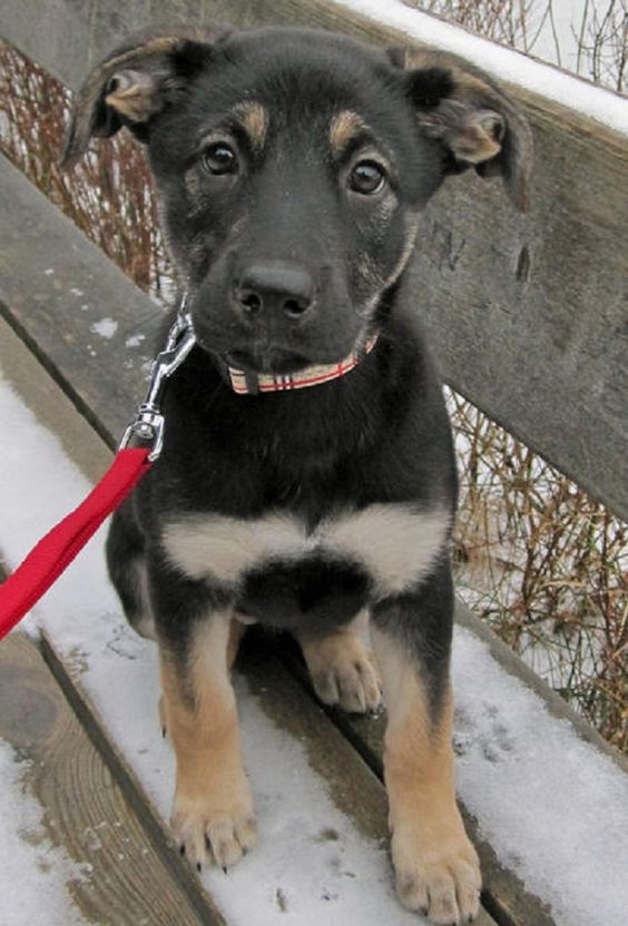 7 Things To Know Before Buying A German Shepherd Lab Mix A K A