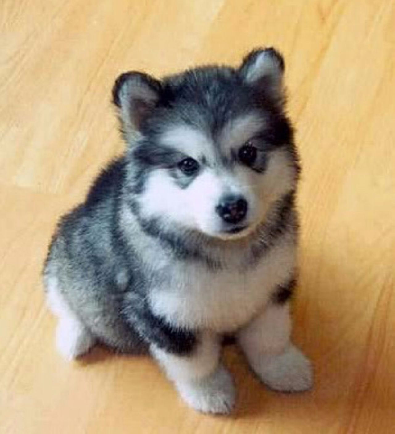 What are some interesting facts about husky dogs?
