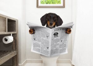 dachshund or sausage dog, sitting on a toilet seat with digestion problems or constipation reading the gossip magazine or newspaper