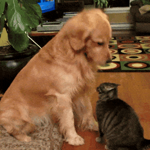 Golden retriever with cat animation