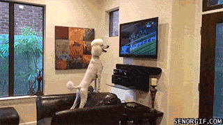 Poodle watching TV animation