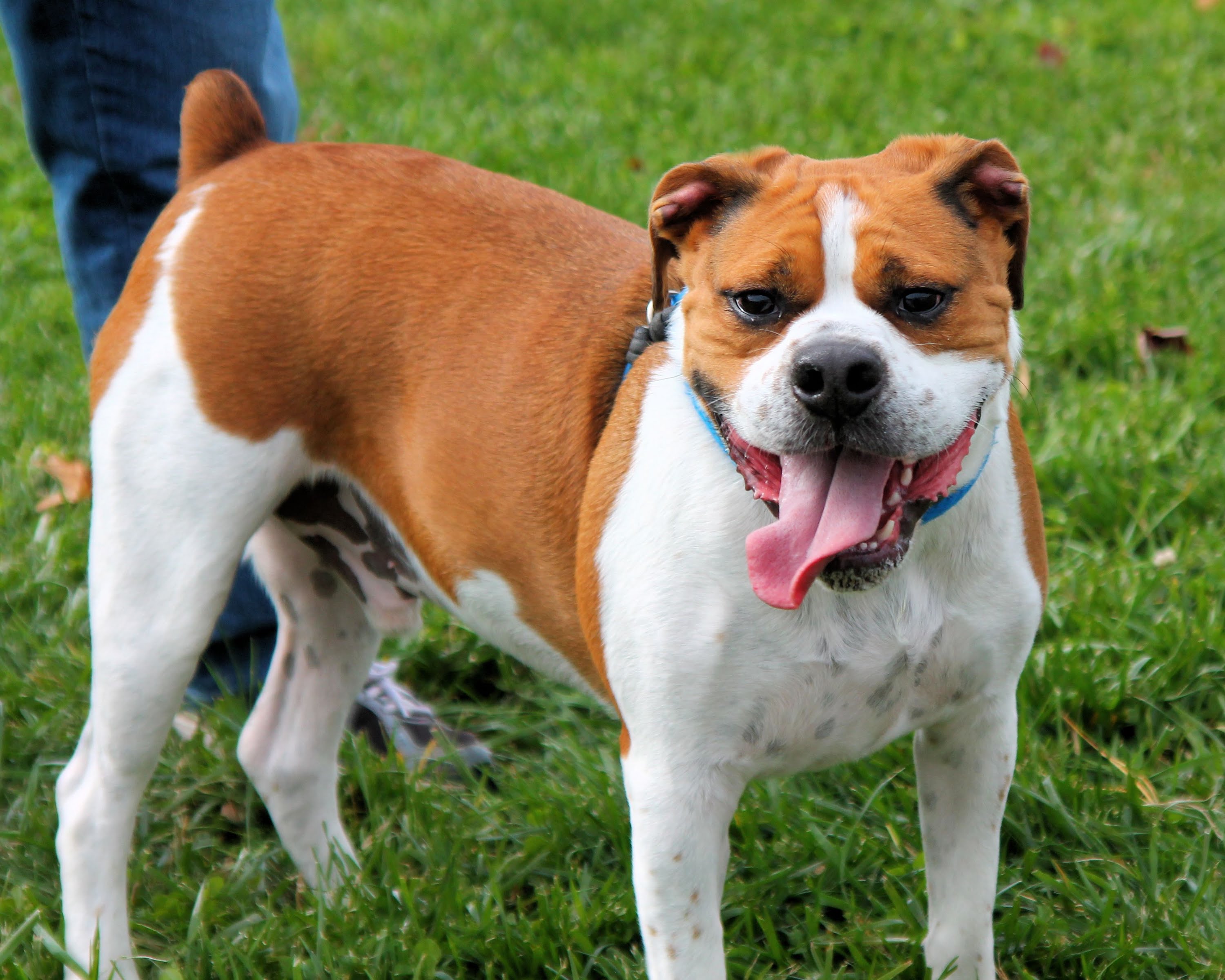 Boxer & Beagle Mix (A.K.A. boggle dog) breed info