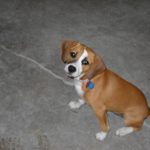 beagle boxer mix