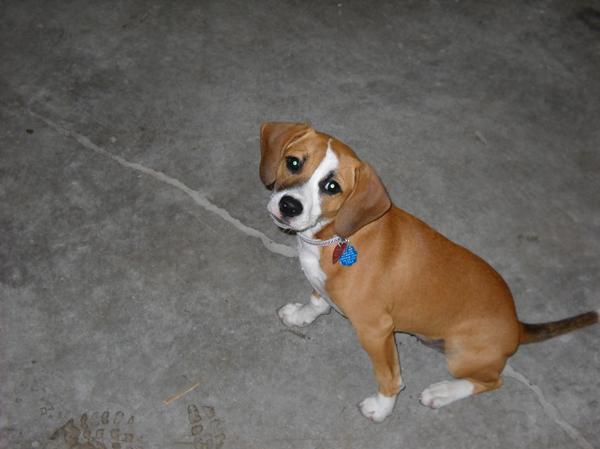 Boxer & Beagle (A.K.A. boggle dog) – info, characteristics and pictures - Animalso