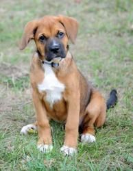 What is a boxer and beagle mix called?