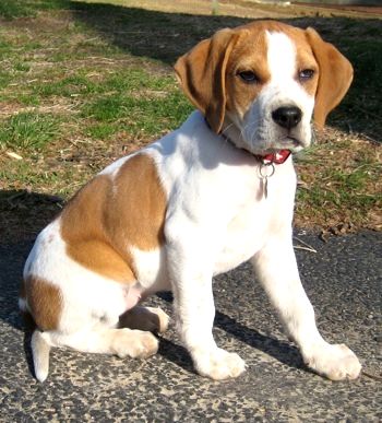 beagle boxer mix dog