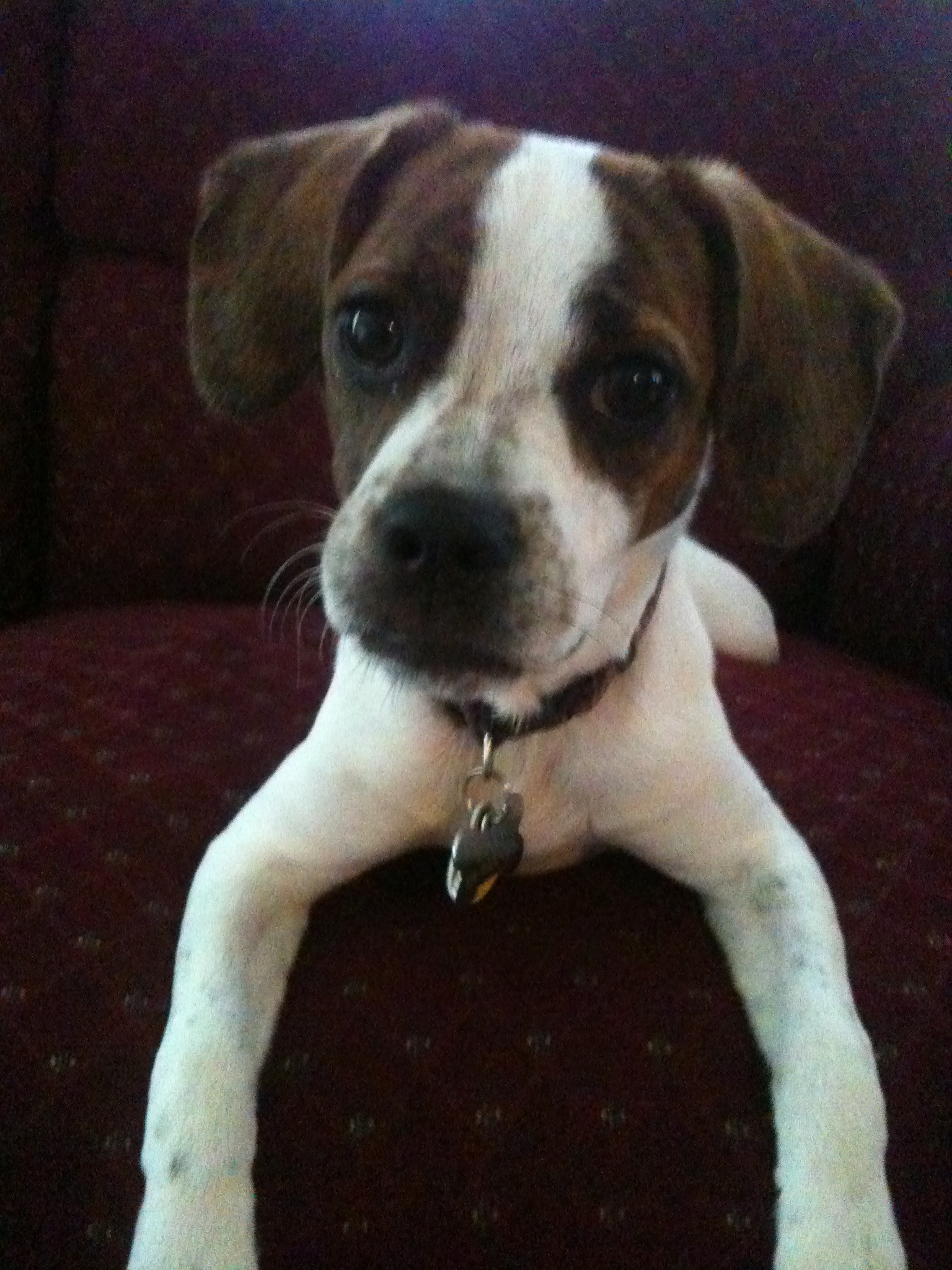 Boxer & Beagle Mix (A.K.A. boggle dog) breed info