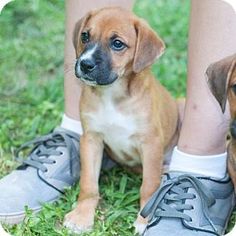 What is a boxer and beagle mix called?