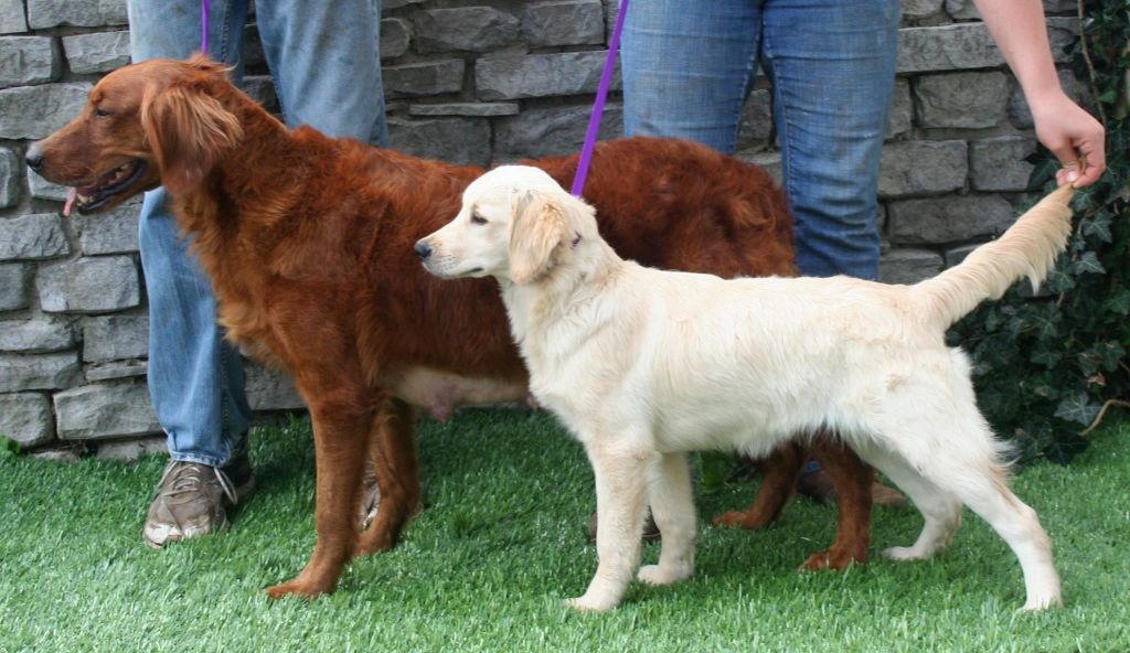 Golden Retriever Puppies | Ontario | Kyon Kennels ...