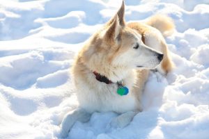 German Shepherd and Siberian Husky Mix on snow