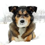 a square portrait of a cute German Shepherd Husky Mix Breed dog looking at the camera with snow on his nose and laying snowy white background