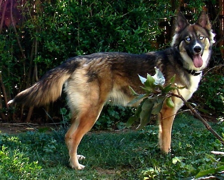 | Maximus | Male | German Shepherd X Siberian Husky | 2 Years Old Husky-german-shepherd-mix_3