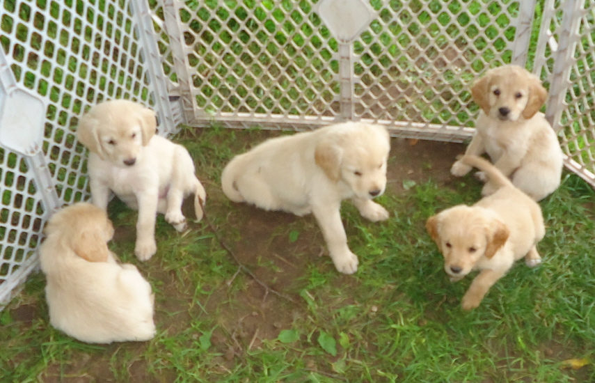 mini labrador breeders
