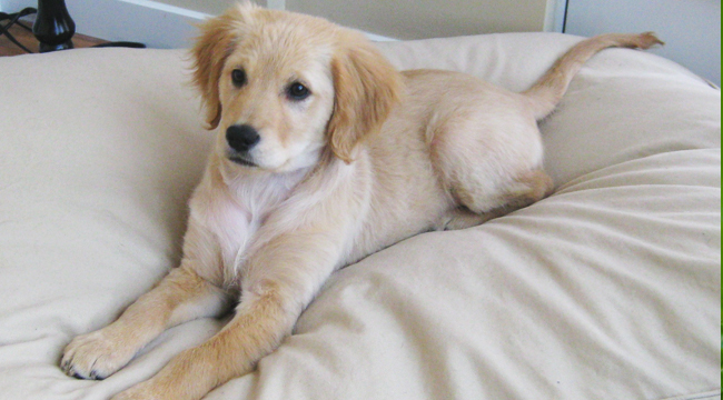 10 Things You Need to Know About the Miniature Golden Retriever - Miniature GolDen Retriever 1
