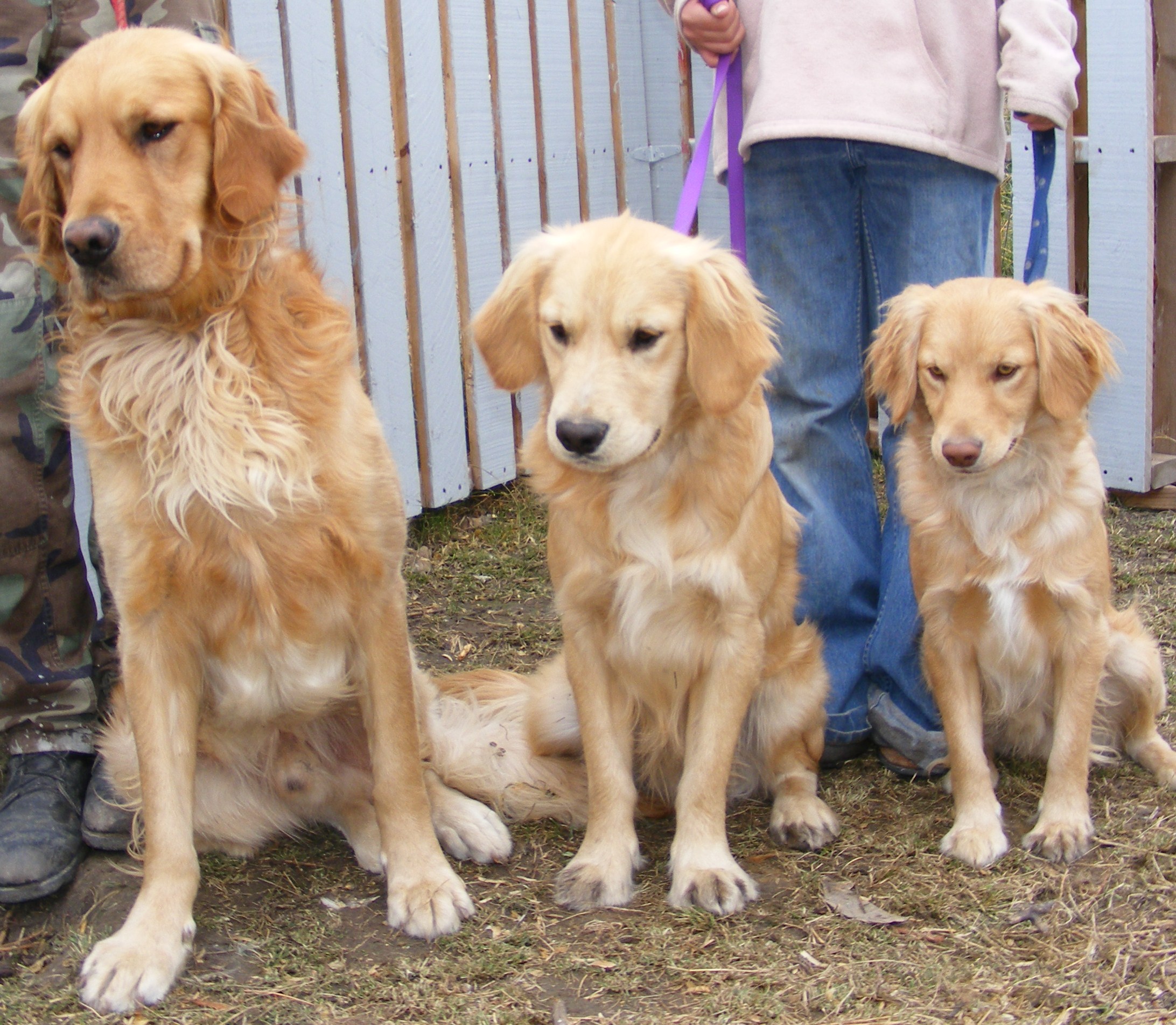 evigt Udtale pære 10 Things You Need to Know About the Miniature Golden Retriever