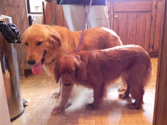 How large is a full-grown boxer-golden retriever mix?