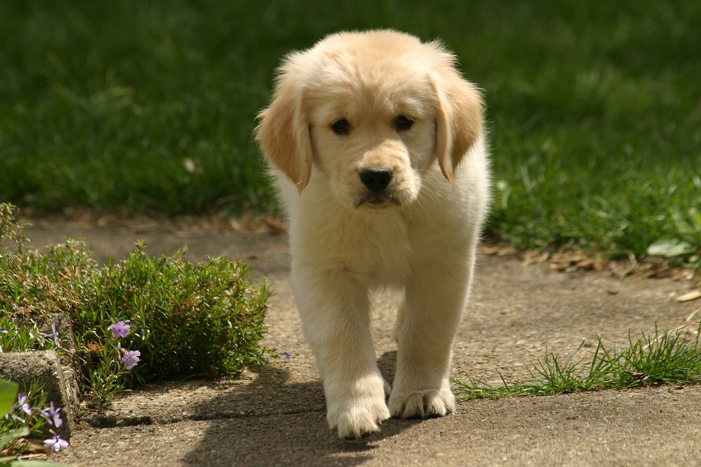 10 Things You Need to Know About the Miniature Golden Retriever - Miniature GolDen Retriever 4