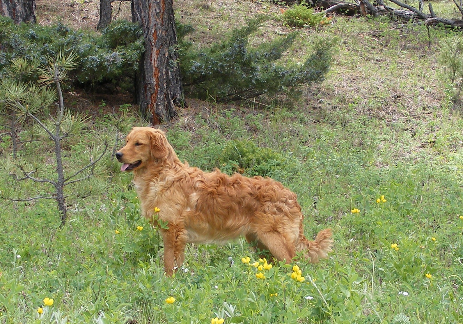 10 Things You Need to Know About the Miniature Golden Retriever - Small GolDen Retriever 3