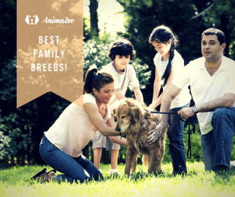 best-family-breeds
