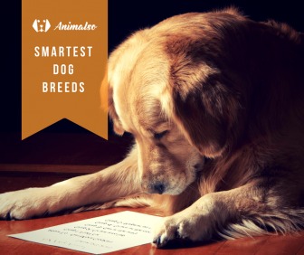 smartest-dog-breeds