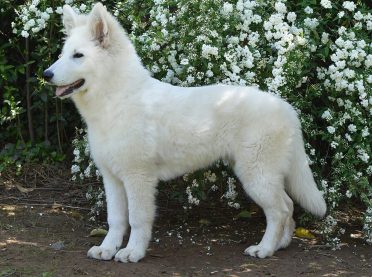 White German Shepherd