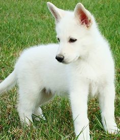 white german shepherd puppies with blue eyes