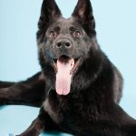 Black German Shepard dog with yellow toy ball isolated on light blue background. Studio shot.