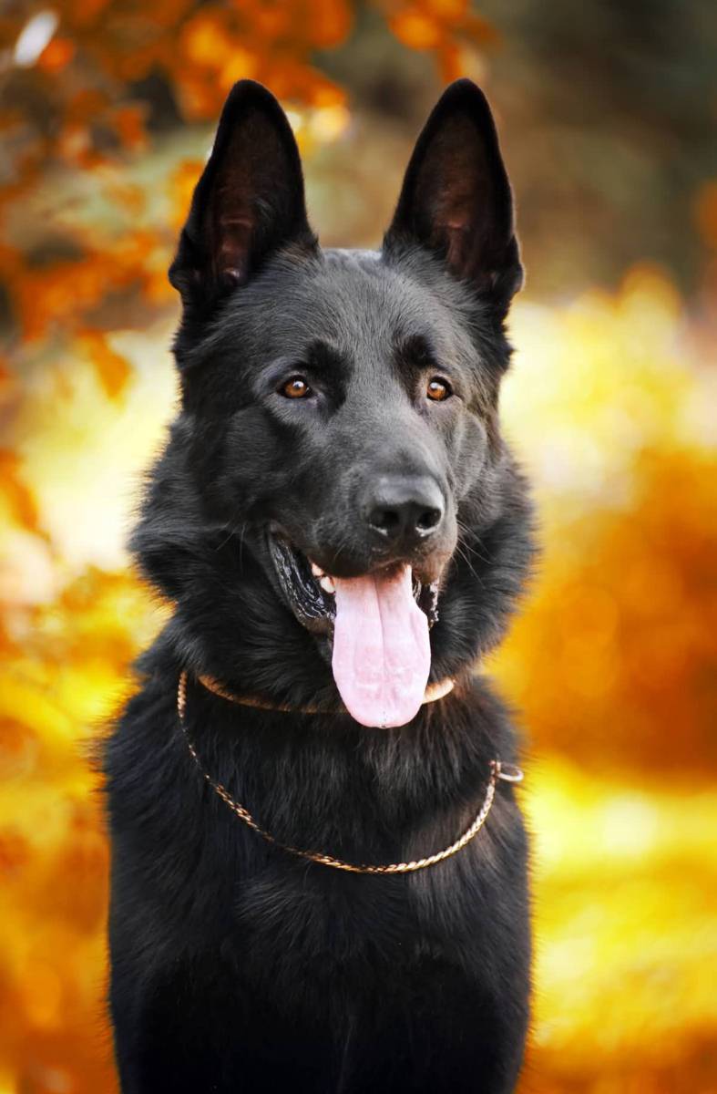 7 Things You Didn T Know About The Black German Shepherd Animalso