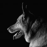 Close-up of a Black German Shepherd dog
