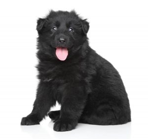 Cute Black German shepherd puppy posing on white background