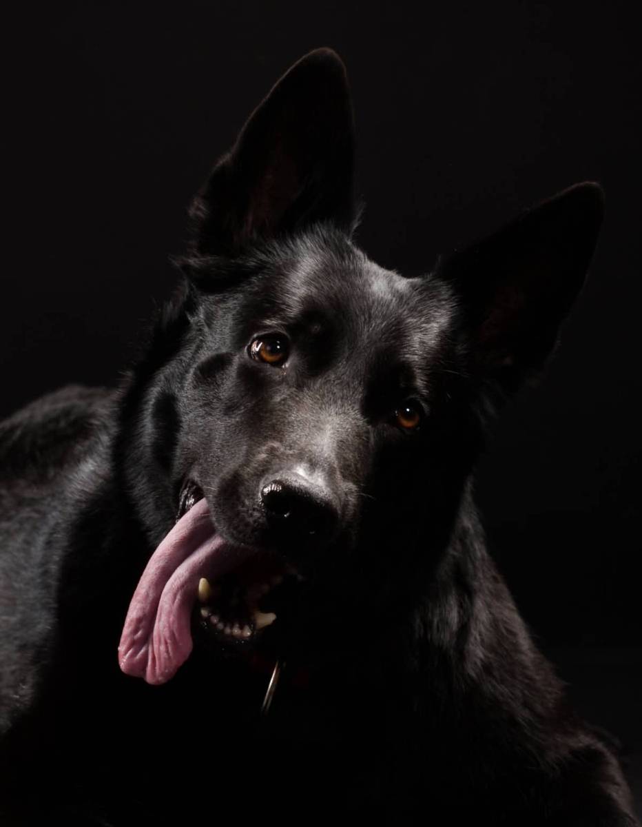 7 Things You Didn’t Know About The Black German Shepherd - Animalso