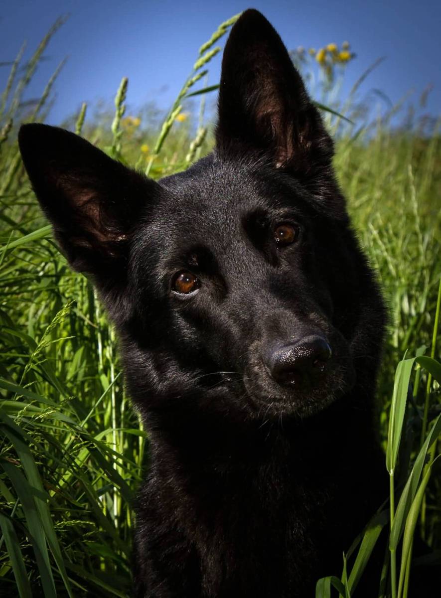 7 Things You Didn't Know About The Black German Shepherd ...