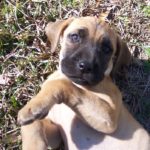 Black Mouth Cur Puppies