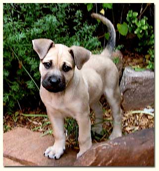 5 Facts About The Black Mouth Cur Animalso - mountain cur lab mix puppies