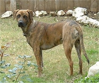 5 facts about the black mouth cur animalso